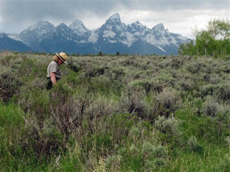 Grand Teton National Park spokeswoman Jackie Skaggs strolls across a square mile section of state land in the park near Moose, Wyo., on June 24. 